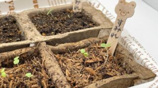 土の処分で困らない！「木から生まれた土」で夢色スミレ（パンジー）の種まきに挑戦